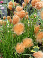 eriophorum russeoleum marginal pond plants mbp036