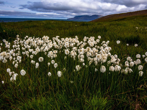 eriophorum scheuchzeri bog and rivers marginal pond plants mbp037