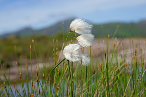 eriophorum angustifolium cotton grass marginal pond plants mbp035
