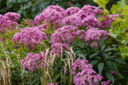 eupatorium cannabinum hemp agrimony marginal pond plants bp038