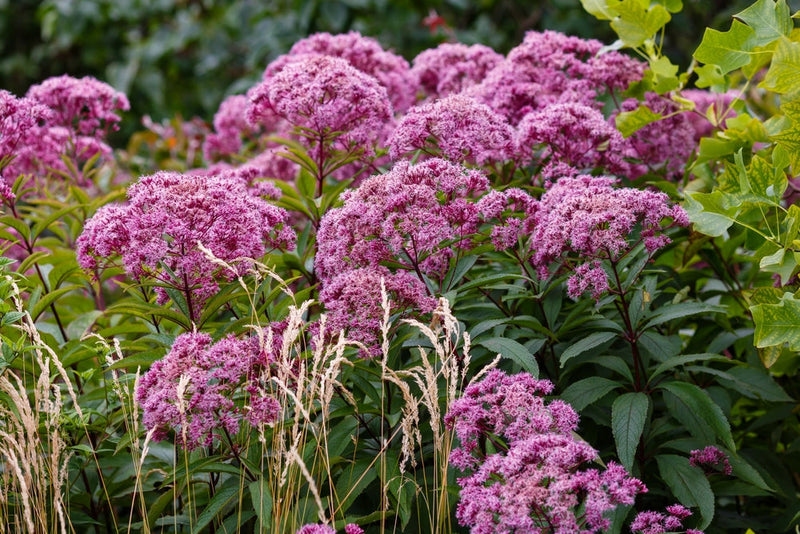 eupatorium cannabinum hemp agrimony marginal pond plants bp038