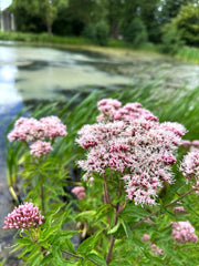 eupatorium cannabinum hemp agrimony marginal pond plants bp038