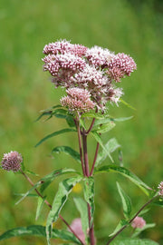 eupatorium cannabinum hemp agrimony marginal pond plants bp038