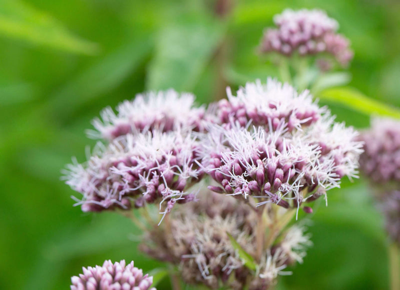 eupatorium cannabinum hemp agrimony marginal pond plants bp038