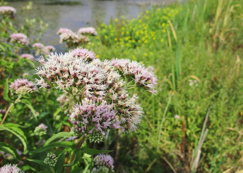 eupatorium cannabinum hemp agrimony marginal pond plants bp038
