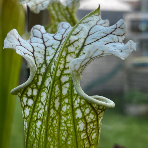 Sarracenia 'La Bête'
