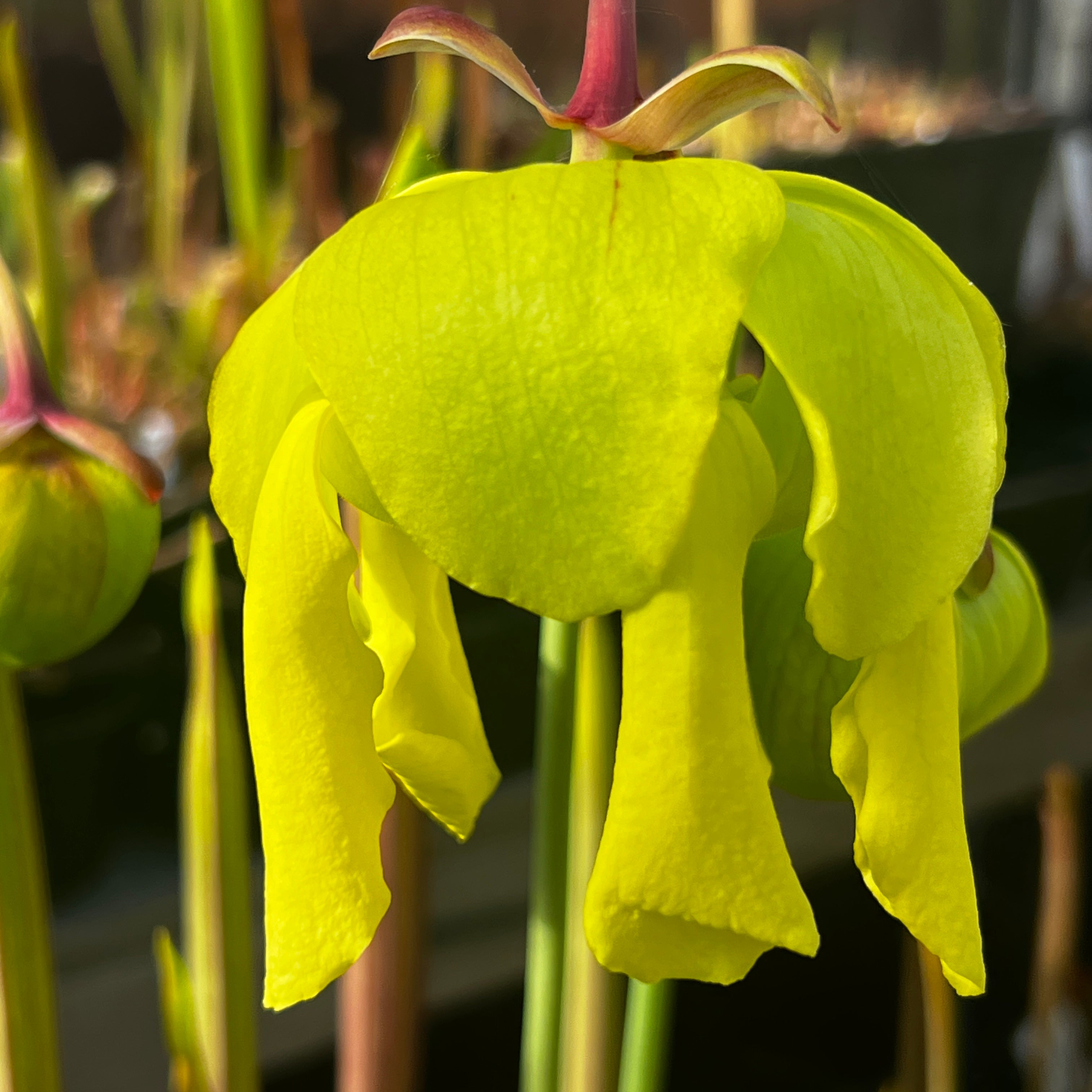 Sarracenia flava rubricorpora F25 (Apalachicola, FL) | Pitcher
