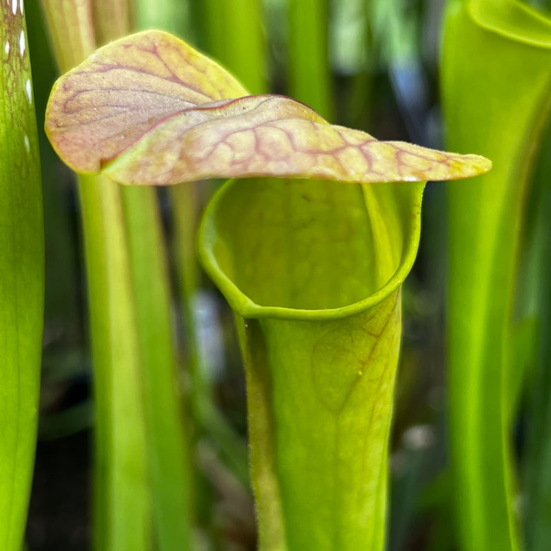 Sarracenia × harperi