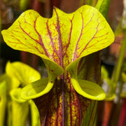 Sarracenia flava var. rubricorpora (Apalachicola National Forest, Florida) IP-F13