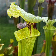 Sarracenia × moorei (Pensacola Field, Florida) MS-H404