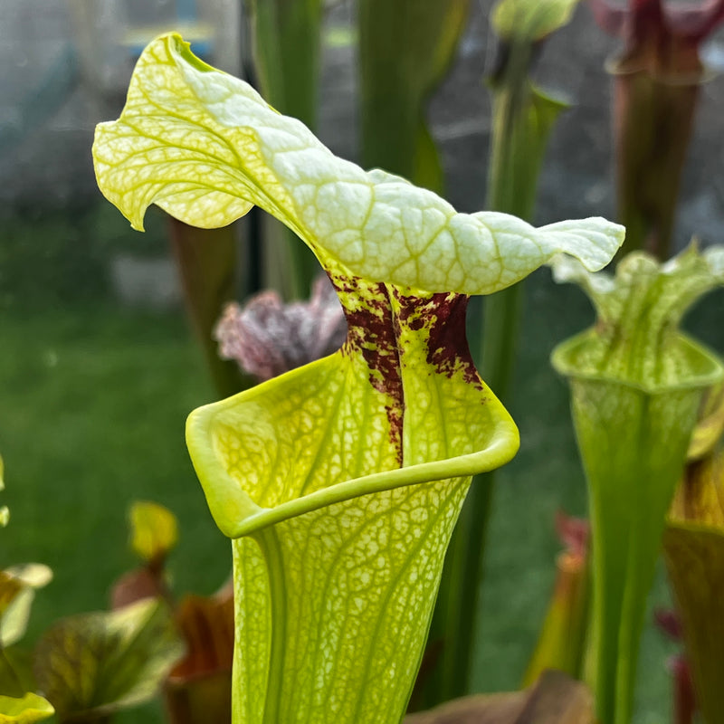 Sarracenia × moorei (Pensacola Field, Florida) MS-H404