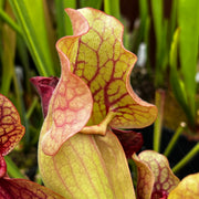 Sarracenia purpurea subsp. venosa var. burkii 'Chipola Giant' (Chipola River, Florida)