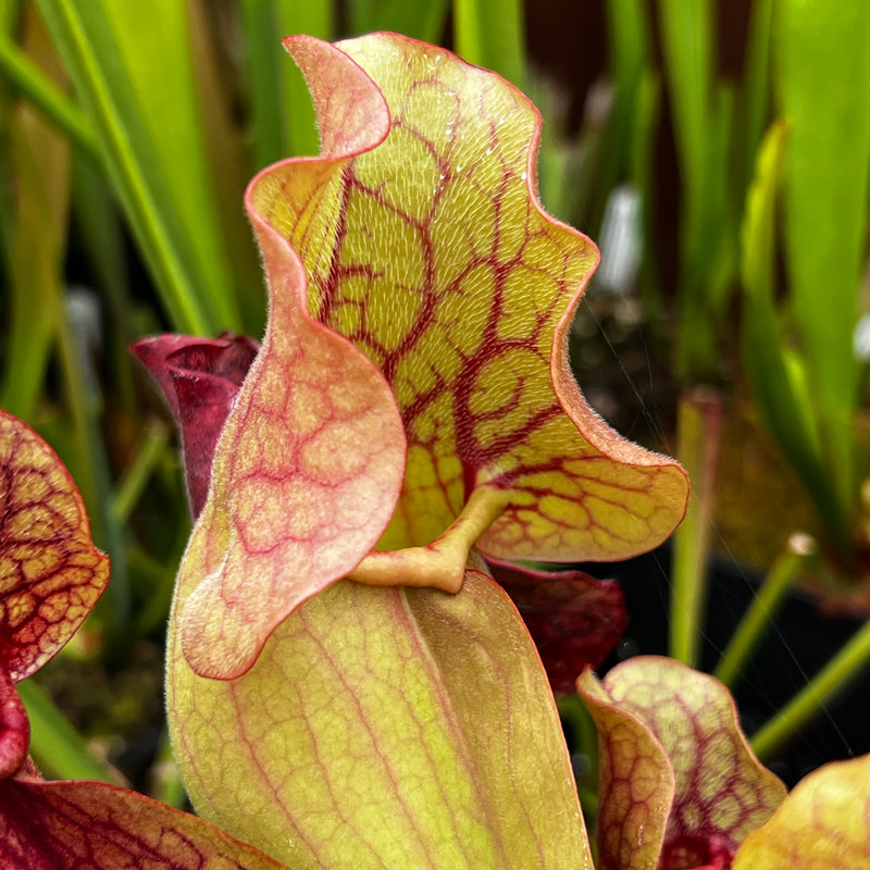 Sarracenia purpurea subsp. venosa var. burkii 'Chipola Giant' (Chipola River, Florida)