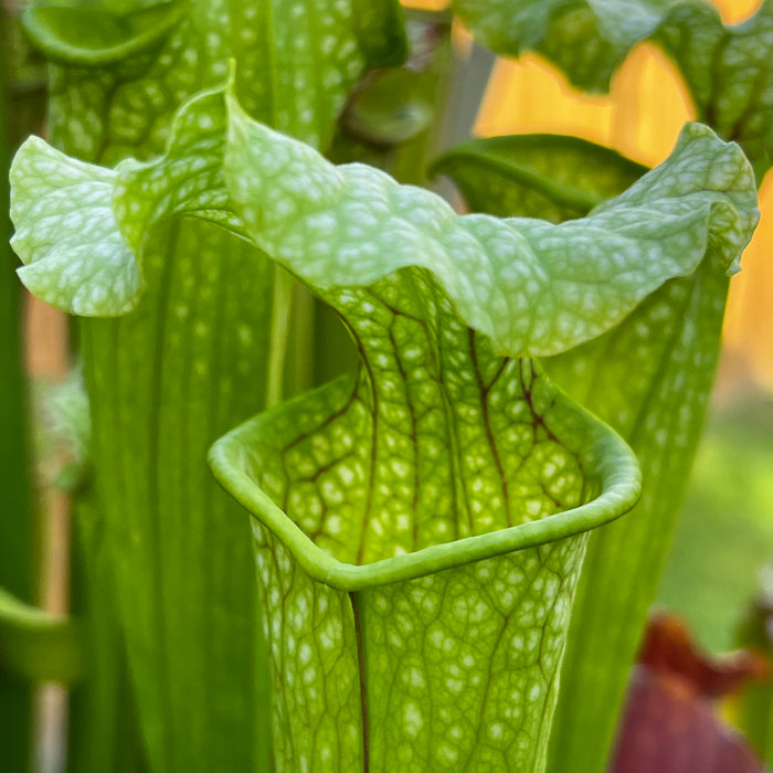 Sarracenia × moorei 'Leviathan'