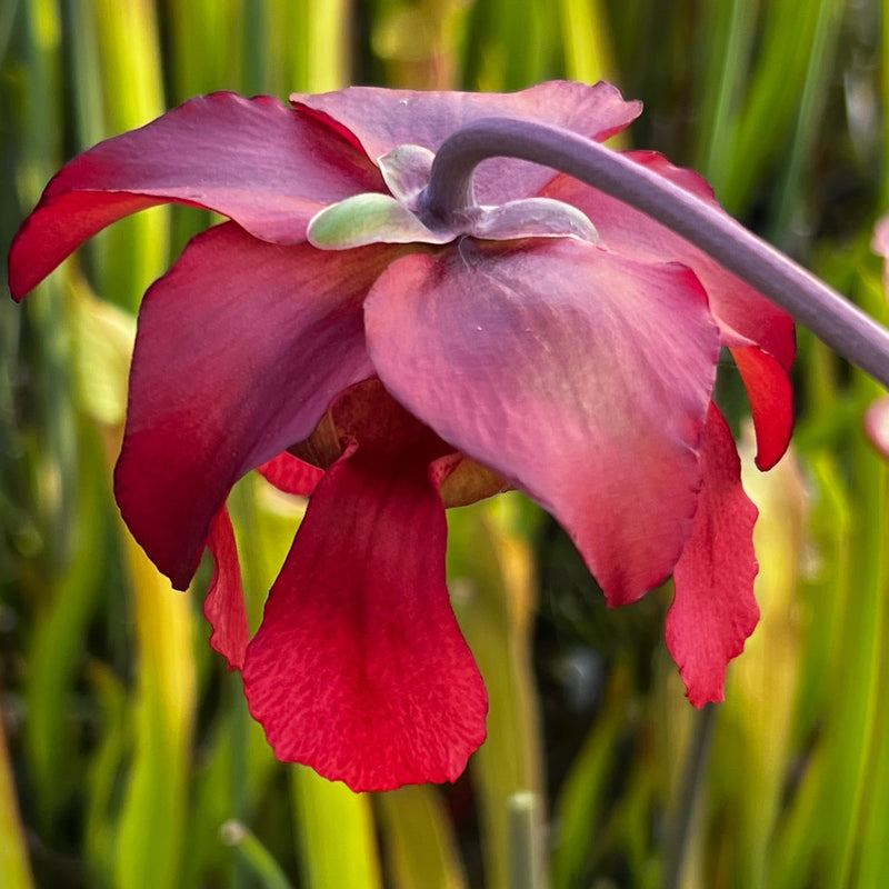 Sarracenia 'Taiappu'