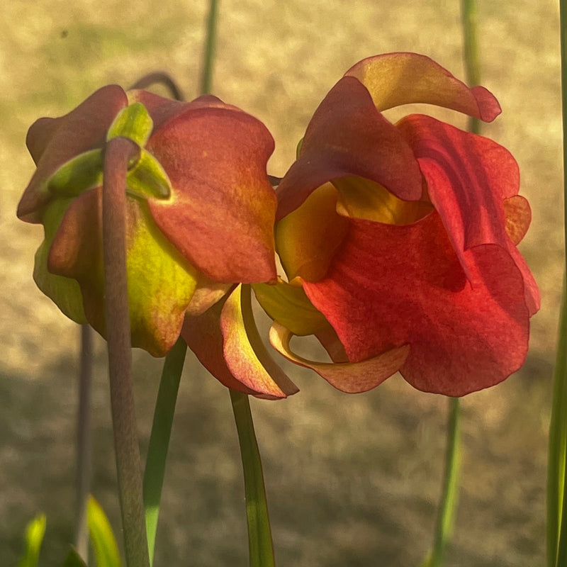 Sarracenia × areolata (alata 'Night' X leucophylla) X alata 'Night' - Christian Klein