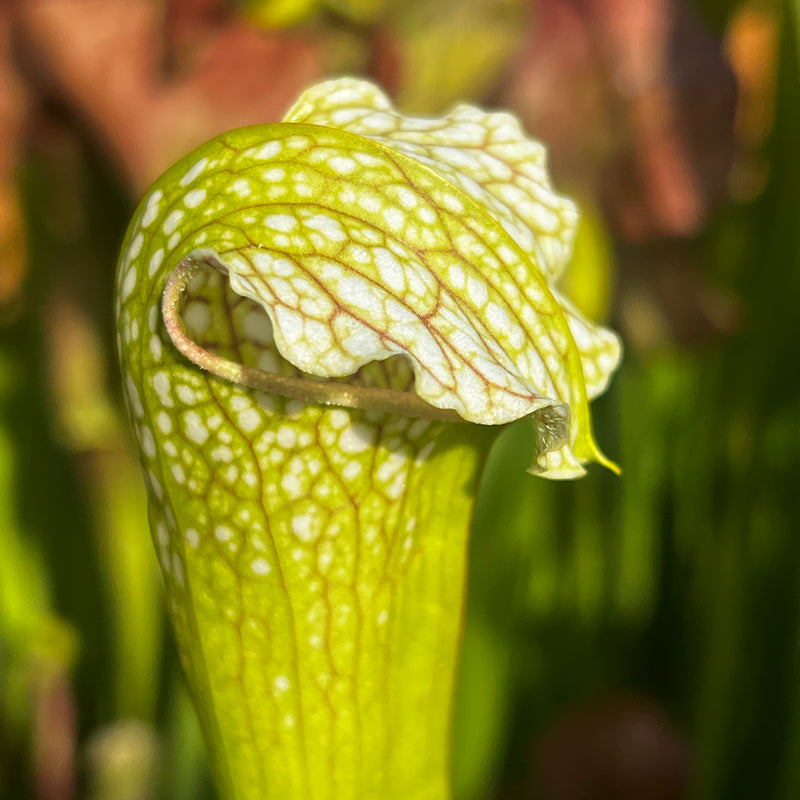Sarracenia × excellens - Yellow Flower