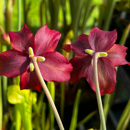 Sarracenia × readii MS-SH014