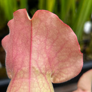 Sarracenia purpurea subsp. venosa 'Sylwia'