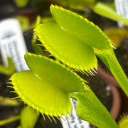 Dionaea muscipula 'Charly Mandon’s Spotted'