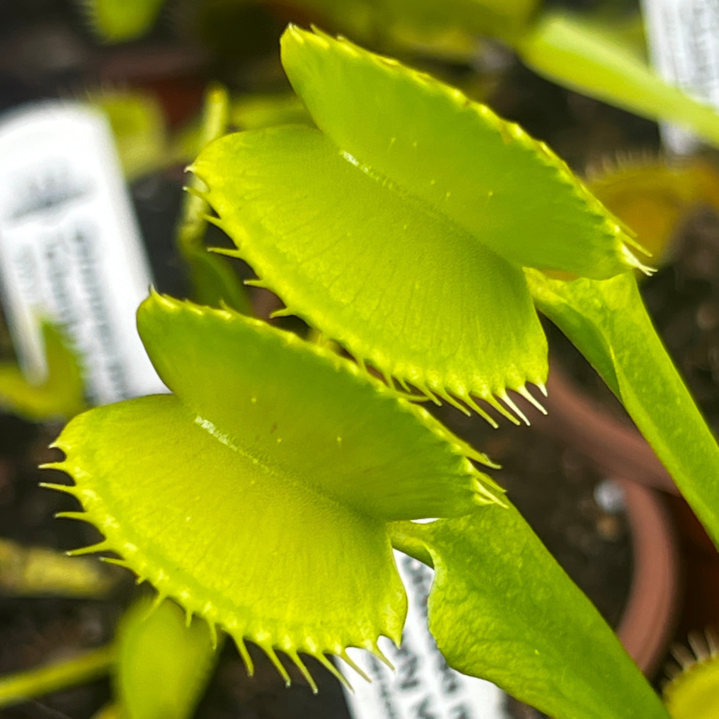 Dionaea muscipula 'Charly Mandon’s Spotted'