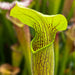 Sarracenia Alata Var. Ornata - Giant To 28 (Whites Crossing Desoto Stone County Mississippi)