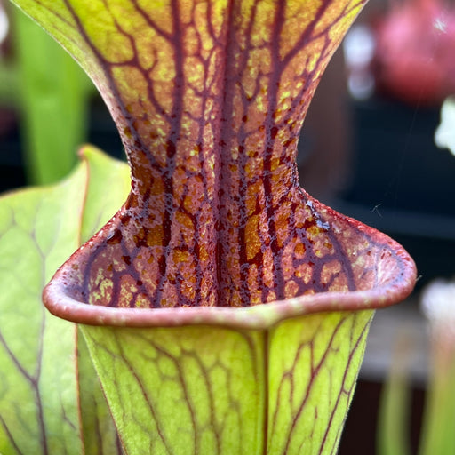 Sarracenia oreophila Red Lip & Throat, Heavily Veined IP-O01