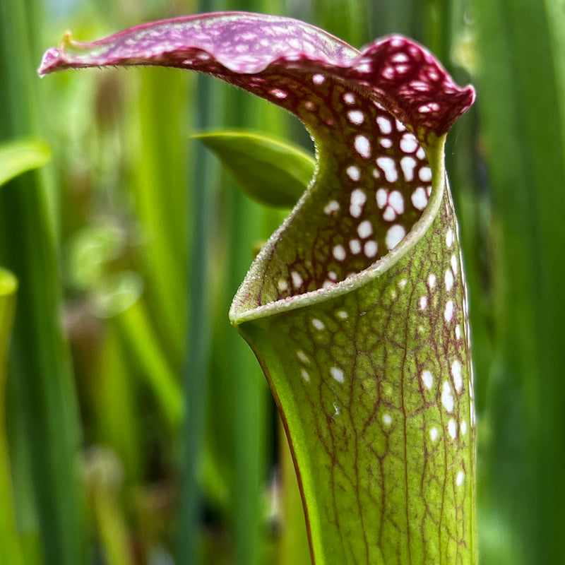 Sarracenia × excellens - Adrian Slack Form MS-SH024