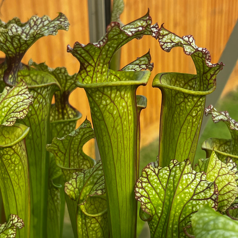 Sarracenia 'Lynda Butt'