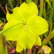 Sarracenia oreophila var. oreophila - Vigorous MK-O10
