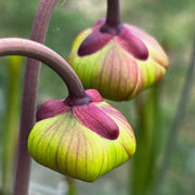 Sarracenia × moorei 'Esme Cowlard'