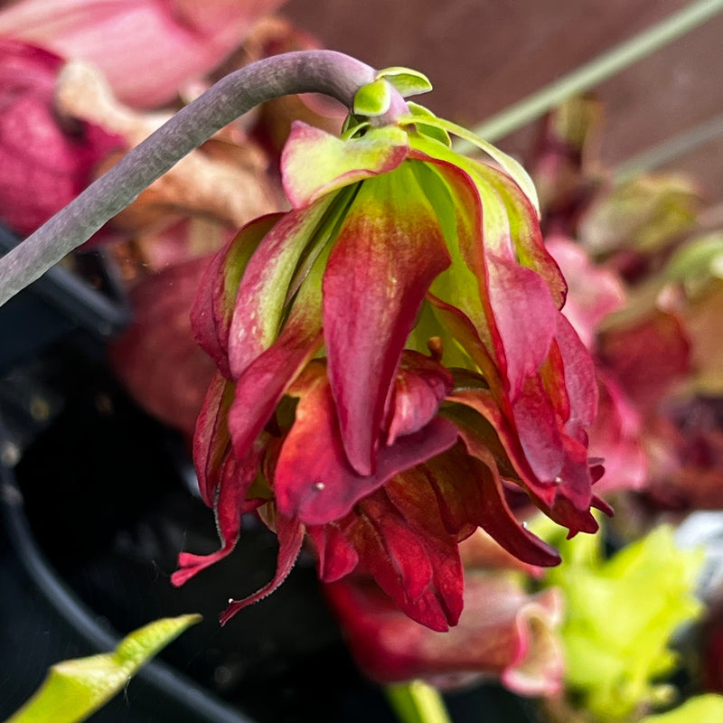 Sarracenia leucophylla 'Tarnok'