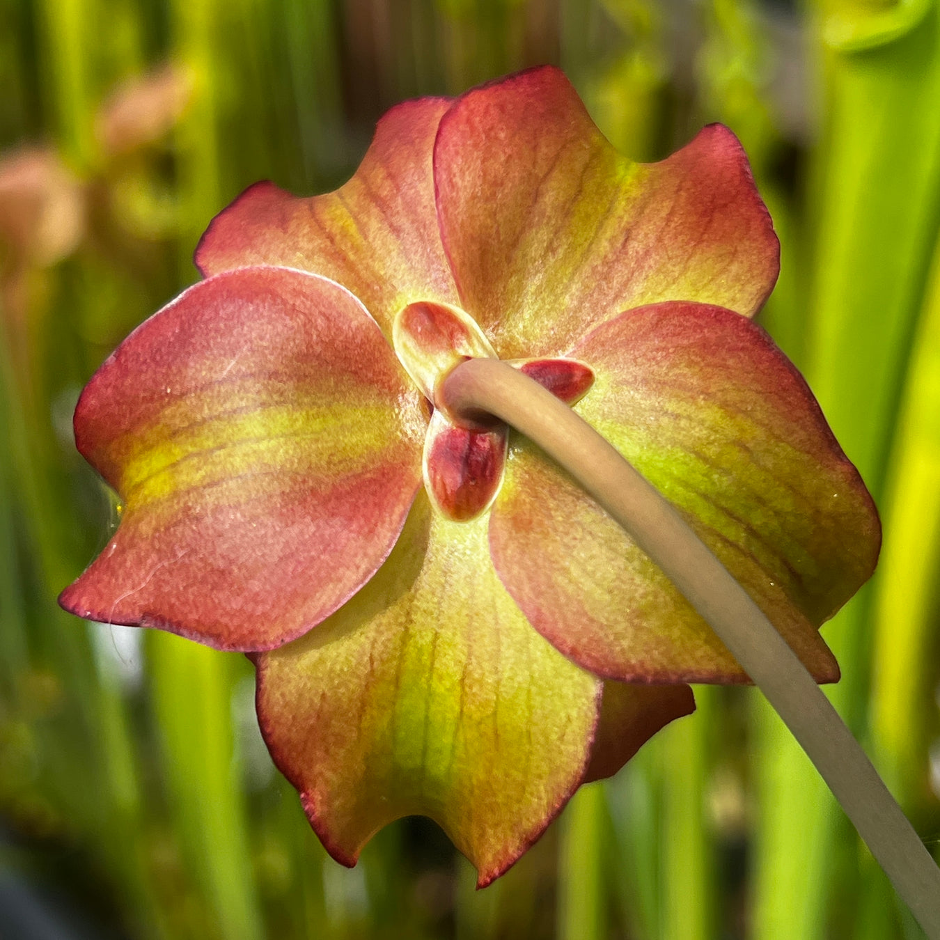 Sarracenia × moorei X oreophila