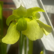 Sarracenia alata var. ornata - Heavily Veined Form (Hill Top Lakes, Texas) MK-A16