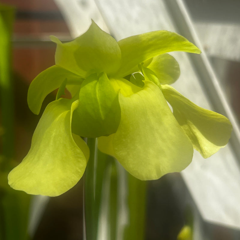 Sarracenia alata var. ornata - Heavily Veined Form (Hill Top Lakes, Texas) MK-A16