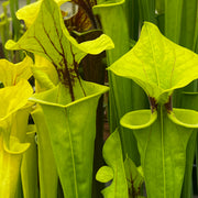 Sarracenia flava 'Flavona'