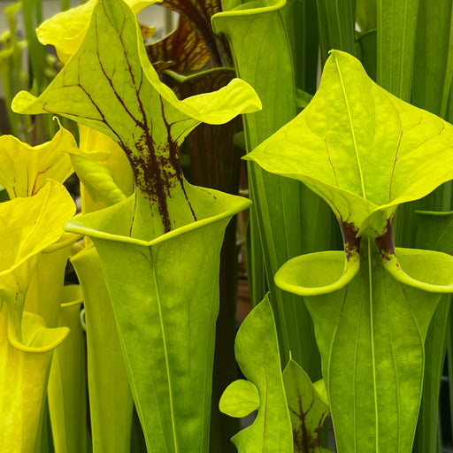 Sarracenia flava 'Flavona'