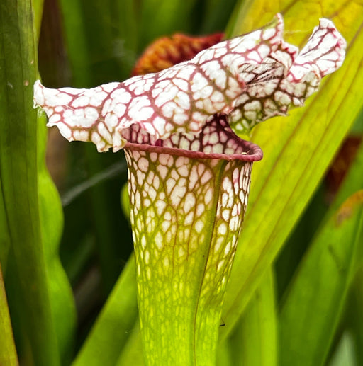 Sarracenia 'Pink Thing'