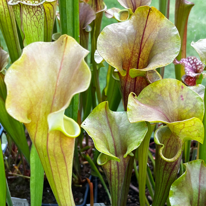 Sarracenia 'Joyce Cooper'