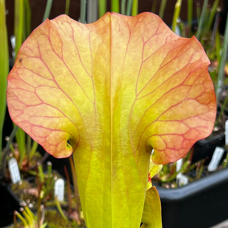 Sarracenia × catesbaei 'Golden Eagle'