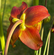 Sarracenia 'Barry Soper'