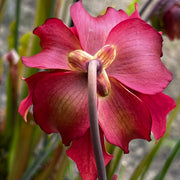 Sarracenia × areolata 'Langford Williams'