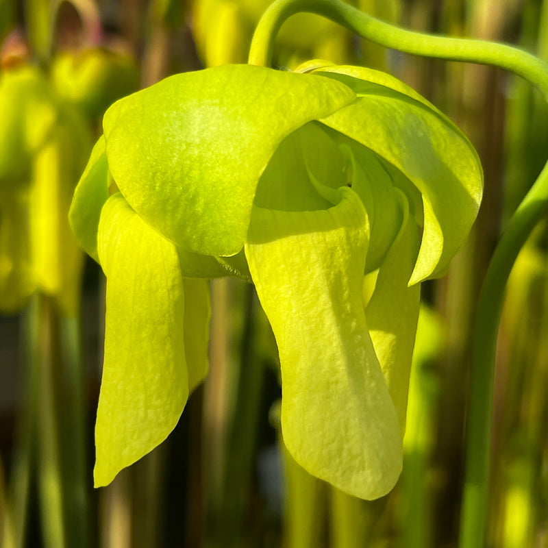 Sarracenia flava var. ornata 'Super Ornata'
