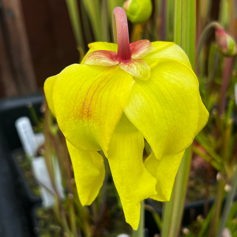 Sarracenia flava var. atropurpurea - All Red Form (Blackwater River State Forest, Florida) MK-F27B