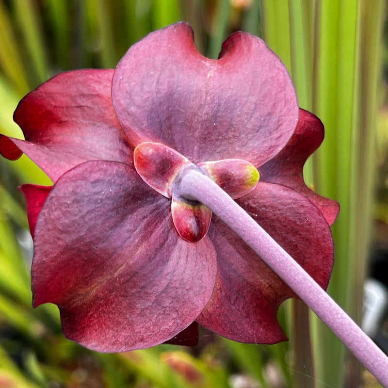 Sarracenia leucophylla var. alba 'Hurricane Creek White' - Clone 5a (Baldwin County, Alabama) MK-L144C