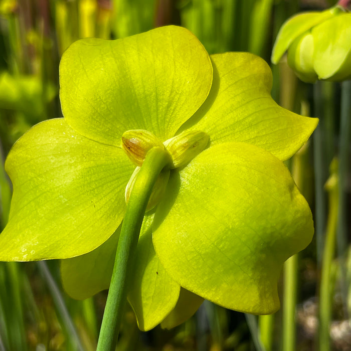 Sarracenia flava var. cuprea (North Carolina)