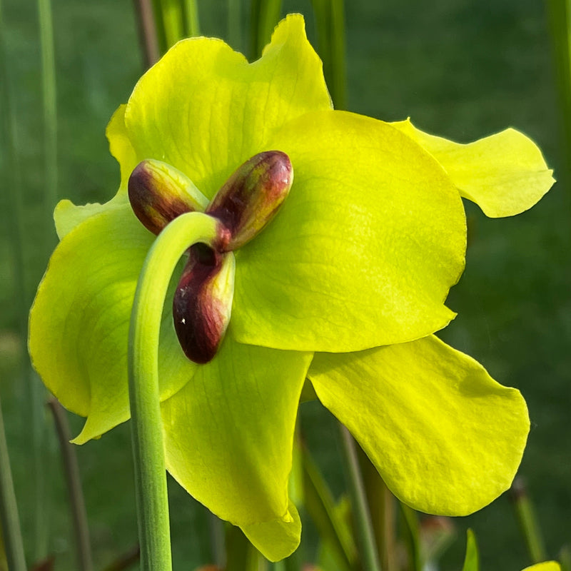 Sarracenia × moorei X flava var. atropurpurea