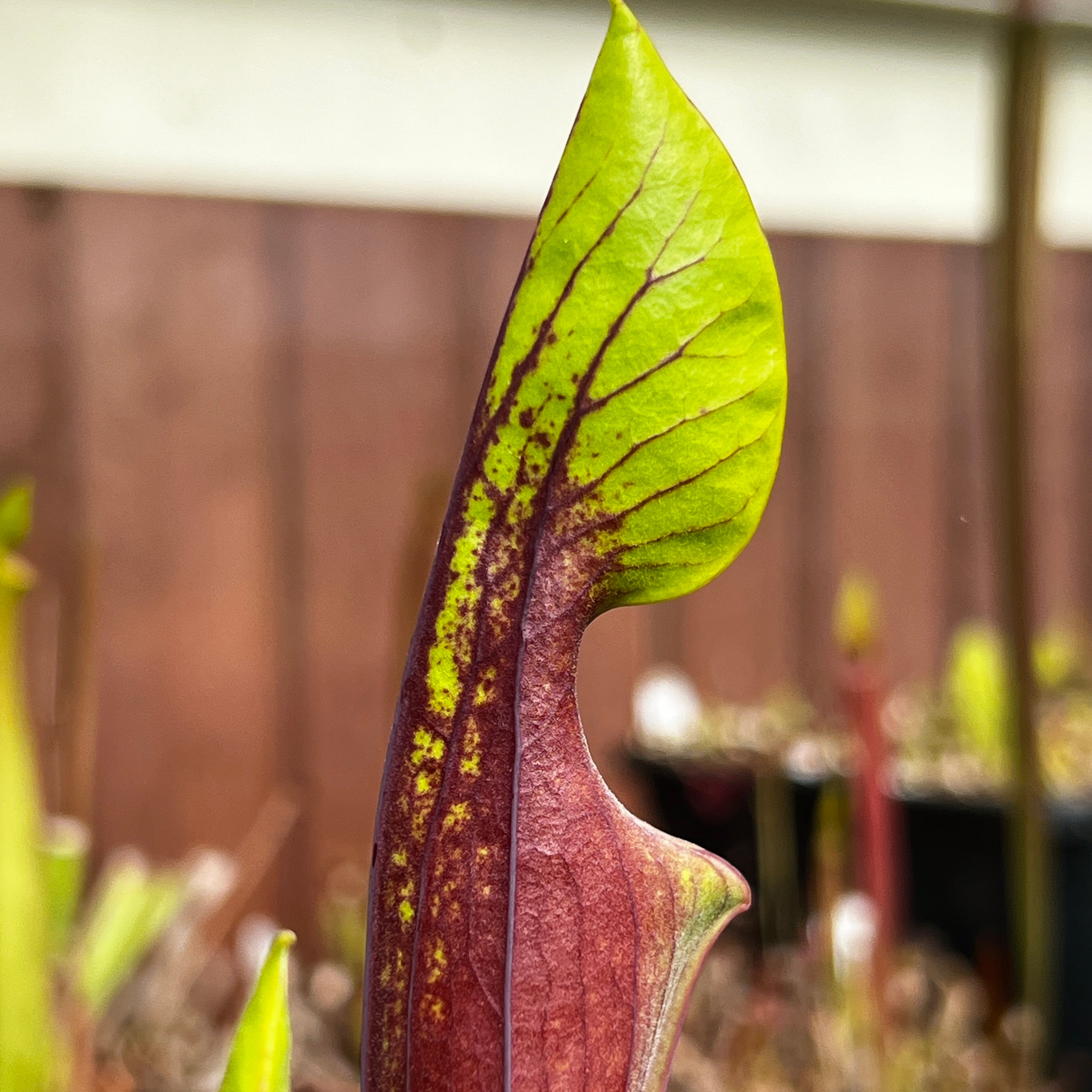 Sarracenia flava rubricorpora F25 (Apalachicola, FL) | Pitcher