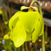 Sarracenia flava Manky