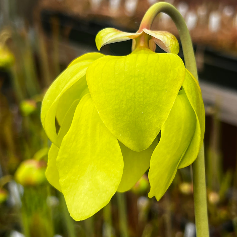 Sarracenia flava Manky
